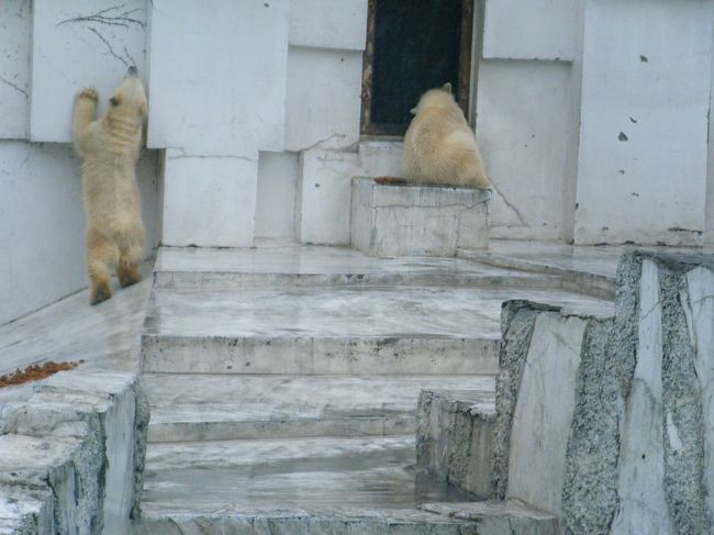 私も展示時間が終了して、寝室に入ることろまで見届ける気マンマンだったのだが、だいぶ雨足が強くなってきて、寒さのためリタイア。７月に発売される双子のDVDを予約して、円山公園駅へ戻った。