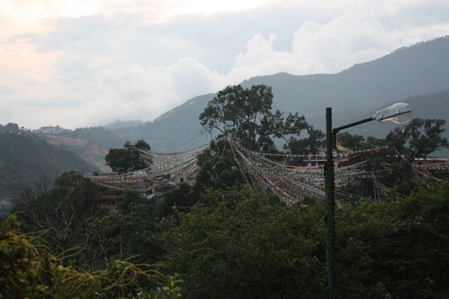 印象は猿だらけ