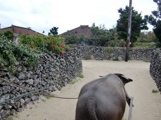 雨が降っていたので濡れずに観光できる水牛車で竹富の集落を観光。