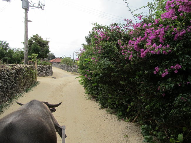 ガイドのおじさんが弾く三線を聴きながらゆっくりと進みます。<br /><br />港からの送迎もありガイドのおじさんの解説もあり\1200で周れるのはお値打ちだと思います、今回は水牛車を降りてすぐ港へ送ってもらいましたが、<br />帰りは好きな時間に港に送ってもらえるので集落を散策したりレンタサイクルで観光してから港に戻ることもできるので利用価値は高いと思います。