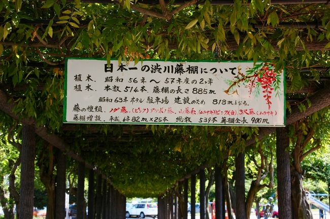 ホテルの近くに、「日本一の渋川藤棚」。<br />咲いたら見事でしょうね。