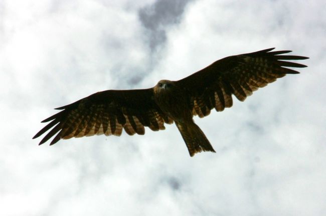 鷲、ならぬ、鳶。
