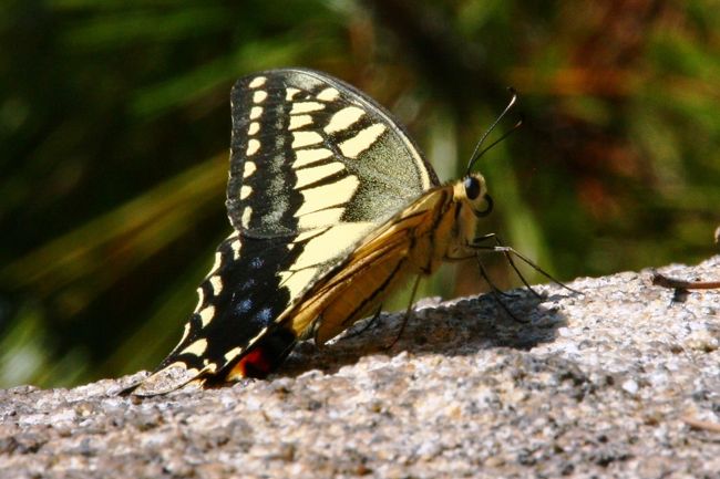 鷲羽山には瀬戸内海国立公園の自然や瀬戸大橋について展示がされているビジターセンターがあります。