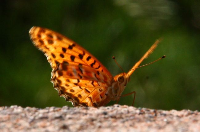 ビジターセンターからさらに登った標高133ｍの頂上「錘秀峰」からは眺めがよろし。