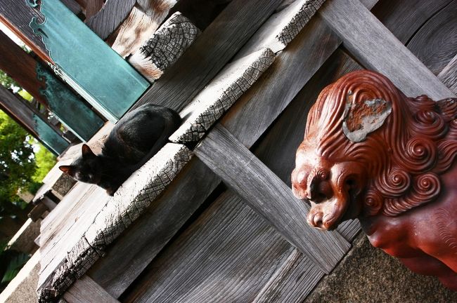 黒猫さん、陽の光が眩しそうね。