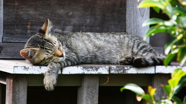 前足だらりん、爆睡中。