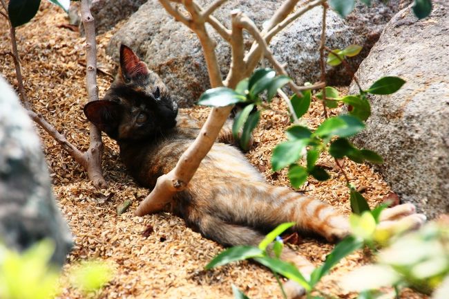 うるさいなぁ…  ってか？