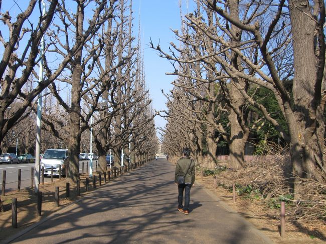 さて、またメトロに乗って「青山１丁目」まで。<br />ここから少し歩いてやって来たのは、「神宮外苑のいちょう並木」です。<br /><br />よくドラマの撮影で使われている場所で、一度行ってみたいと思っていました。<br />今は枯れ枝になってしまっていますが、いちょうが色づく季節ならきっとすごくきれいでしょう。<br /><br />歩きながら「愛という名のもとに」の主題歌なんか歌いたくなります(笑)。