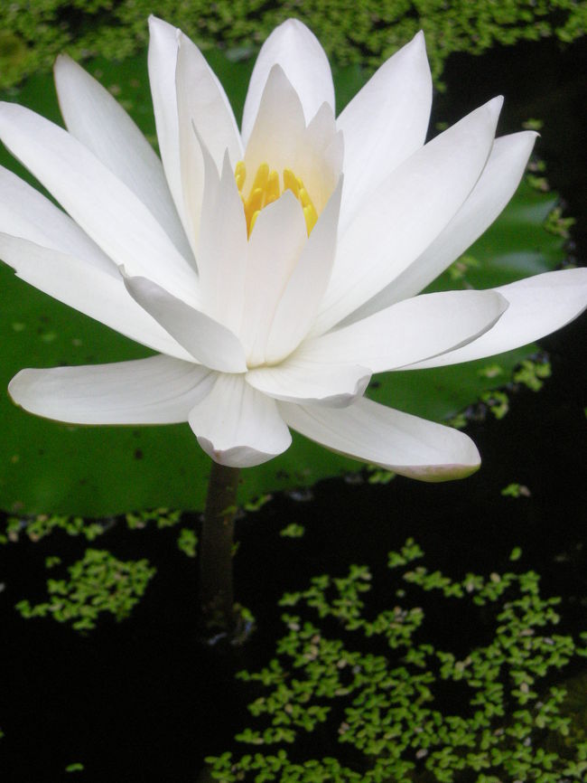 2日目。私の部屋にある池にあった蓮がきれいな花を咲かせていました。