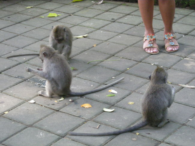 サルがめっちゃいました。