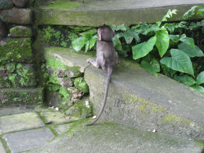 小猿もいました