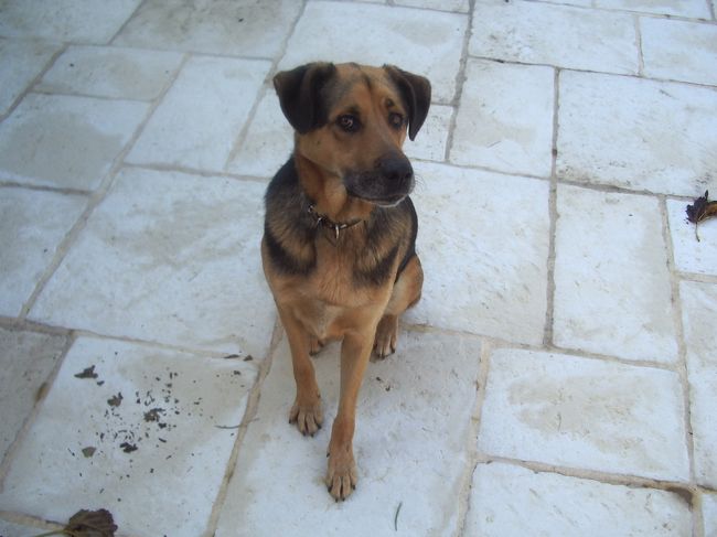 友人宅の犬のチャーリー。今回、初対面ですが、すぐ仲良くなりました。