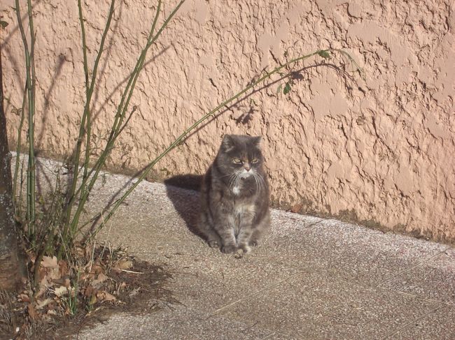 友人宅の猫のミミー。かなりのお年寄りです。以前より動きが少し鈍くなったようです。