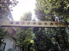 美ら海水族館は16時からお得な料金で入れるので、そのまえに
10月にも体験した備瀬のフクギの木でサイクリング。
10月に行ったことを覚えていてびっくり。
レンタサイクルは1台３００円です。