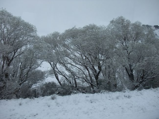一週間前から寒波がやってきて珍しく雪になっているそうです。<br /><br />