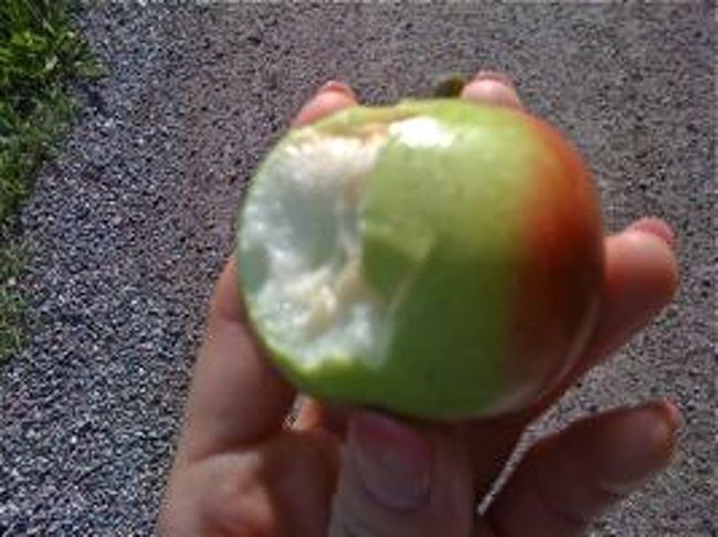 船乗り場までサマーハウスからだいたい30分。<br />私がきょろきょろして歩くので、時間に余裕を持ってくれたみたいです。<br />歩きながら、道ばたの花を見たり。天気がいいので気持ちがいい。<br />途中でサマーハウスを建設中のお宅がありました。本当に男性２〜３人だけで木で骨組みを作ってました。<br />途中には小さな牧場もあり、馬が何頭もいる。しかも、小学校低学年らしい男の子が、小さな体で馬に乗っていてびっくり。<br />ふたりが突然立ち止まり、道ばたに生えている木からリンゴを一個とってくれた。<br />「はい、デザート。」<br />まだ早いみたいでちょっとすっぱかったけど爽やかでおいしかった。<br />しばらく歩くとまた立ち止まり、道ばたの草むらをごそごそしたかと思うと、「はい、ラズベリー」。<br />おぉっ。野生のラズベリーはほんのり甘くてとってもおいしかった。<br />スウェーデンの人達は、こうして子供時代を過ごすのかな。なんて贅沢なんだろう、と思った。 