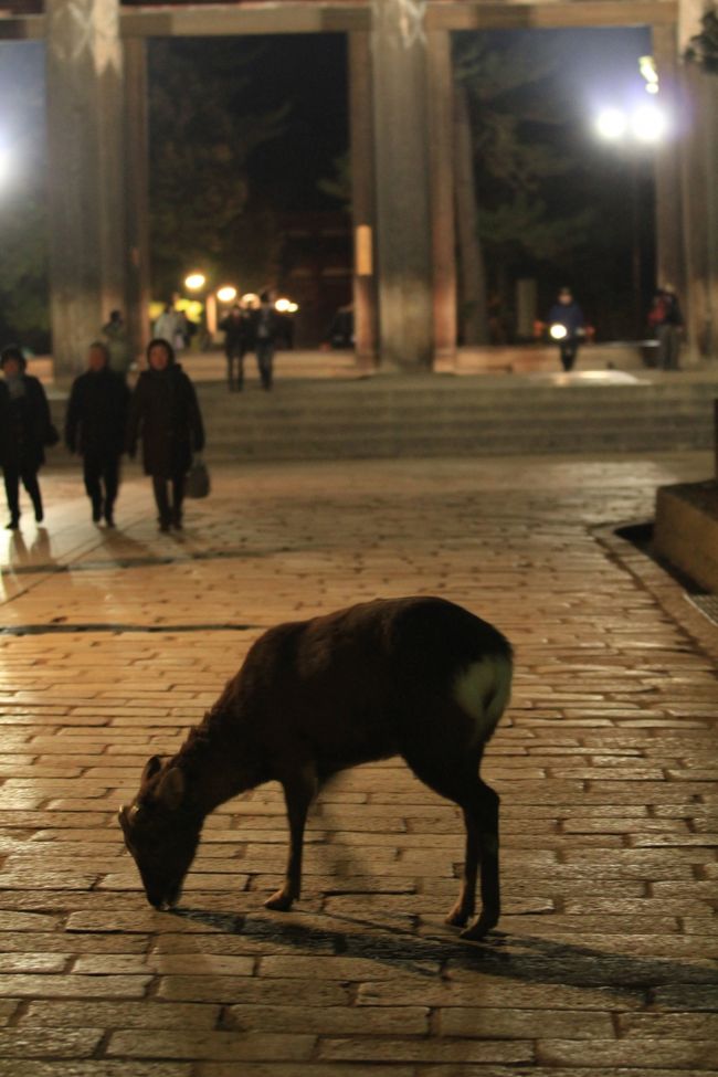 しあわせ回廊 なら瑠璃絵<br /><br />ほとんどの鹿がお休みモードに入っていましたが、時々眠れない子が道端に出てきて夜更かししています。<br />