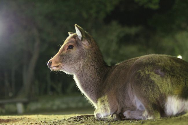 しあわせ回廊 なら瑠璃絵<br /><br />今まであまり気にしていなかった”しあわせ”の意味を、空さんが調べてくれました。<br /><br />しあわせ　とは、　手のひら（しわ）と手のひら（しわ）を合わせること。<br />　<br />それぞれの社寺で手を合わせて頂くことで、心が洗われしあわせが訪れることを、そしてその小さな祈りの数々が大きな平和の祈りとなって世界に届くように、瑠璃色の星がいつまでも美しく輝くように、そんな願いを込めて実施いたします。<br /><br />ということだそうです。<br /><br />