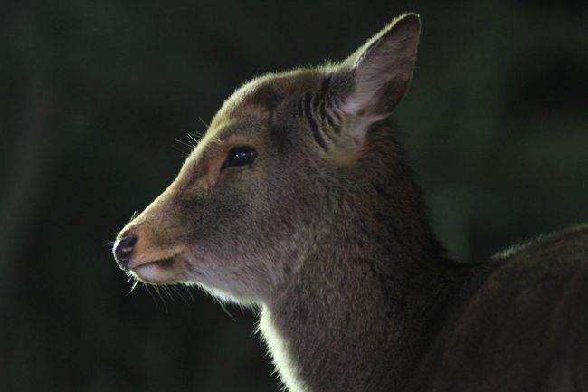 しあわせ回廊 なら瑠璃絵<br /><br /><br />◎ おしまい<br />