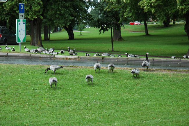 庭園にいるこの鳥たちはどう猛で、近寄ってはいけないと注意されました<br />遠目に見ると可愛らしいのですが…