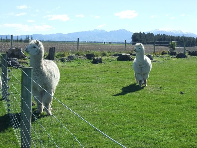 １５：００　アルパカのいる所で休憩。<br />他にも動物がいました。