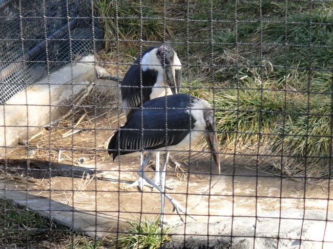 アフリカハゲコウ。