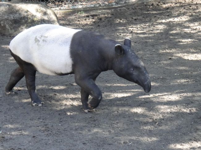 太っちょマレーバク！