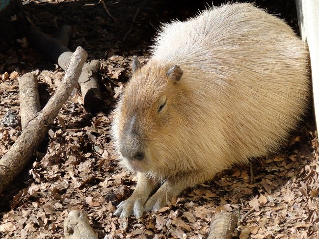 「カピバラ」さん！<br />足には水かきがあり泳ぎは大変上手だそうです。<br />