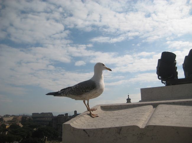 なんとか広場にあるでーーーーーっかい建物を上まで登ったとこにカモメ？<br /><br />景色きれいでした
