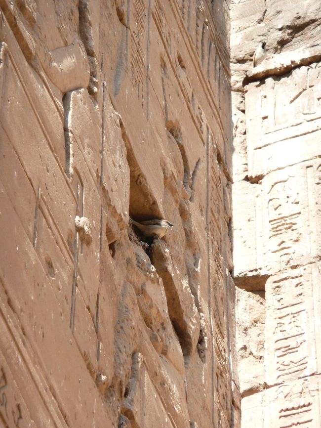 そして、ここにもチュピ様が！<br /><br />エジプトのスズメは、日本のより二回りぐらい大きい気がする。<br />ピヨピヨかわいい。<br />まる可愛い〜。