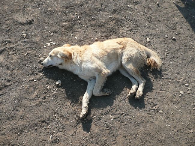 気持ちよさそうに、ひなたぼっこ。<br /><br />無防備だな〜ｗ<br /><br />