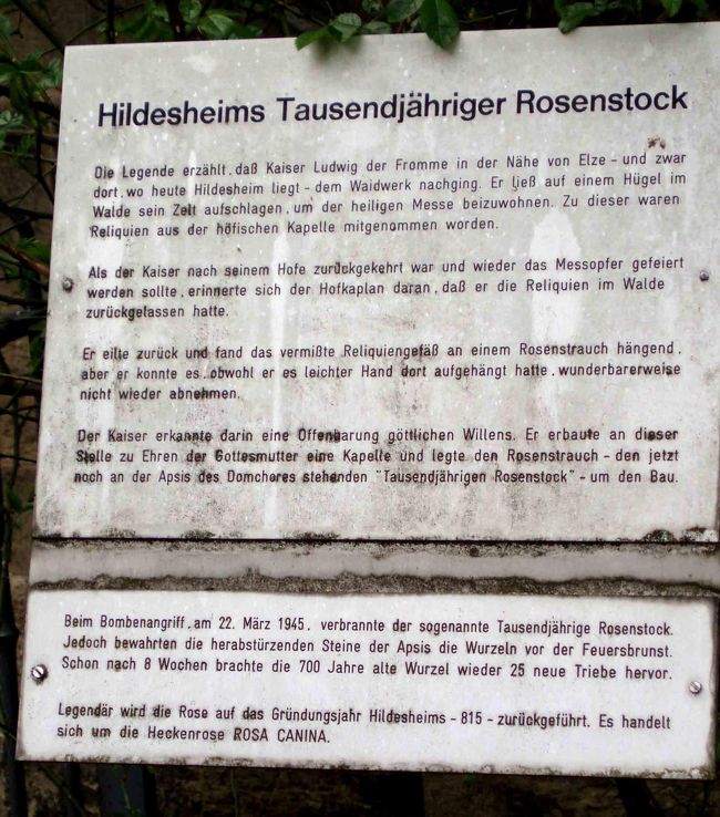 ヒルデスハイムは、1945年に先の大戦で爆撃された時、建物はほとんど崩壊し、植物も全滅したと思われていました。<br /><br />ところがこの薔薇の木の根は瓦礫に守られて、8週間後に新しい芽を吹き出したそうです。<br />ヒルデスハイムの市民はどんなに勇気付けられたことでしょう。<br /><br />そんな謂れが書かれた説明板です。<br />