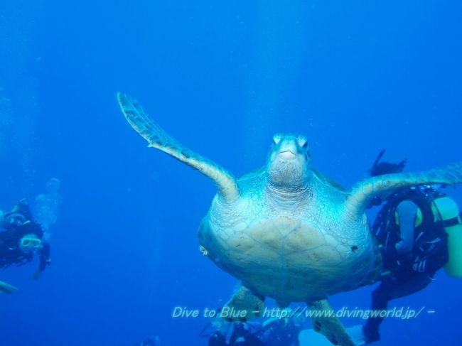 ハワイ ZXDIVINGでダイビング』オアフ島(ハワイ)の旅行記 ハワイ ZXDIVINGでダイビング』オアフ島(ハワイ)の旅行記