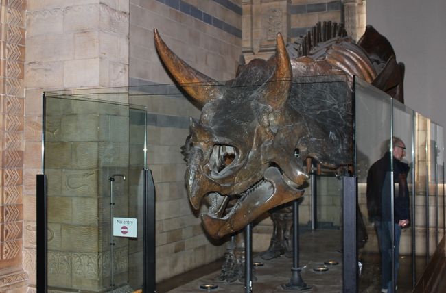 トリケラさんだな