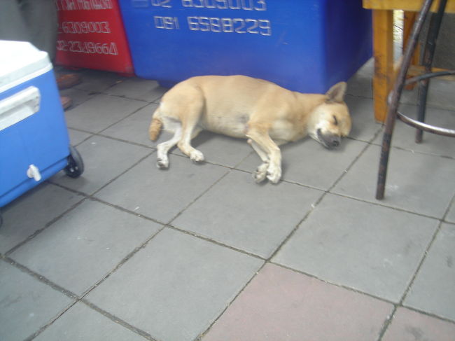 船着場にあるちっちゃな喫茶スペースにてしばし休憩。<br /><br />ここで坊ちゃん得意の『写真とるう』<br /><br />一番マシだった犬の写真。<br /><br />あとは外国人旅行者のおしりとかゴミ箱の中とかろくでもない写真ばっかりだったので却下。