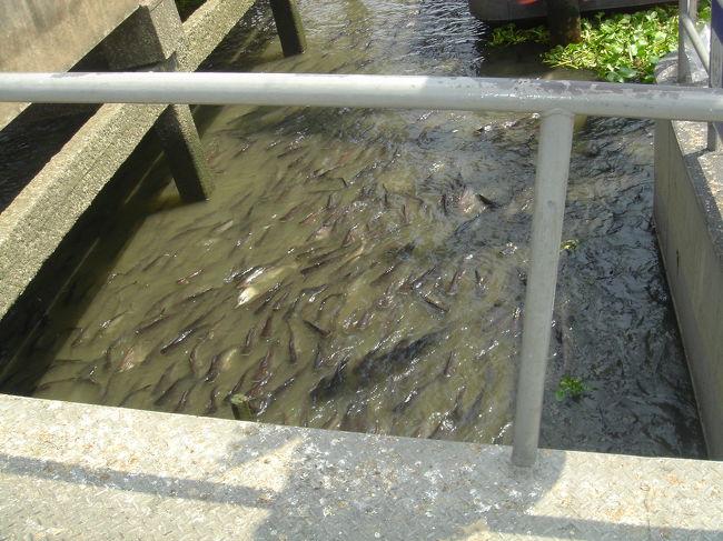 なまずのような魚がワンサカいました。