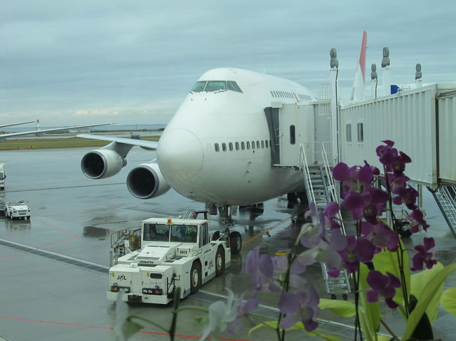 蘭の花とジャンボ<br /><br />沖縄らしい一コマ。<br /><br />もうこれで最後かと思うと目頭が熱くなる思いでした。<br />