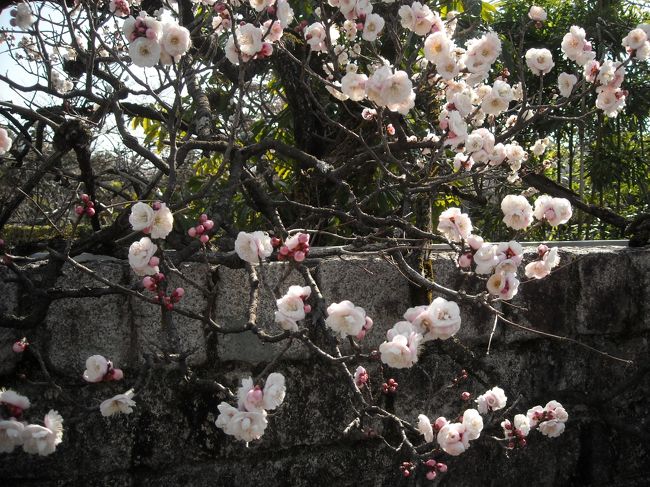 これ、一般家庭の梅です。すごい豪邸です。
