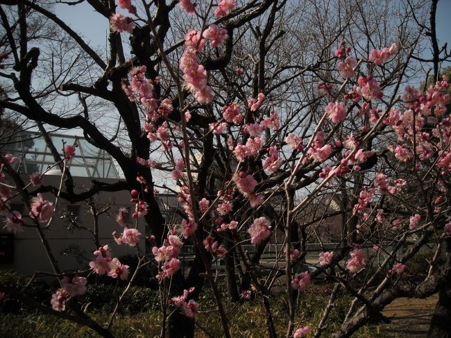 全体では３，４部咲き。