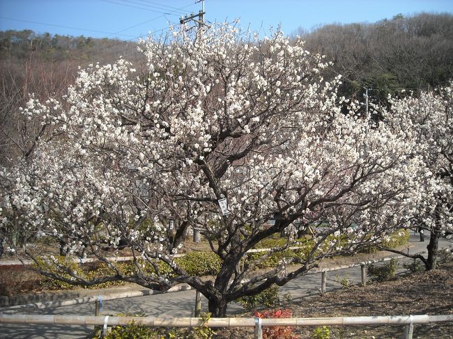 この木は満開でした。