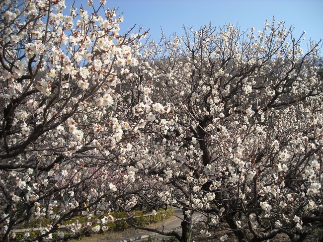 梅のトンネル。ちょっと風があるけど、おおむね散歩日和の一日。