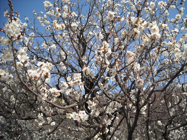 桜とは違ってはかなげだけど、うちの母はそこが好きらしい。