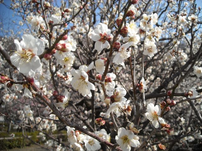 なかなか良いアップがとれました。