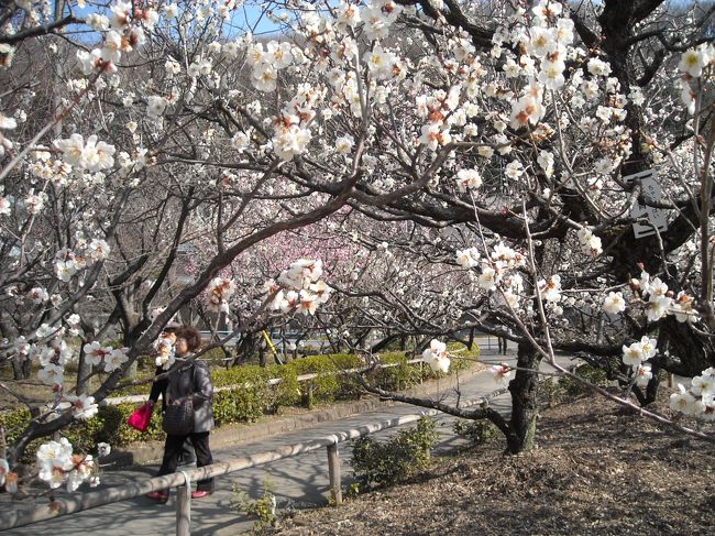 ３部さきとはいえども、立派に梅のトンネル。