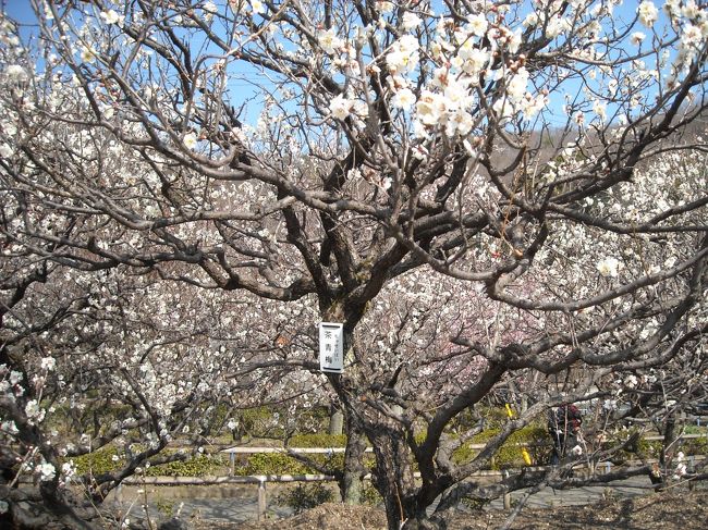 梅って香りも良いのよね。