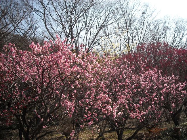 このあたりはピンクの梅が満開だ！