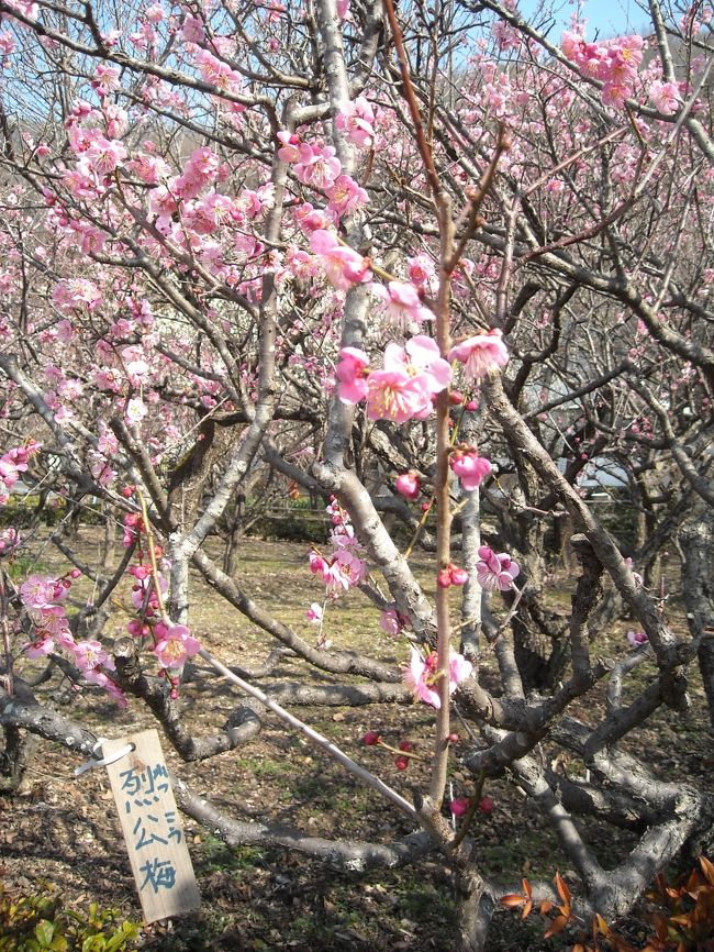 ２０１１年２月２６日。<br />