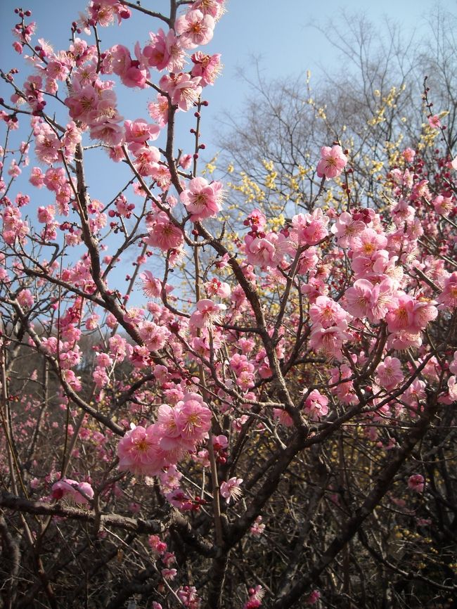 ２０１１年２月２６日。<br />