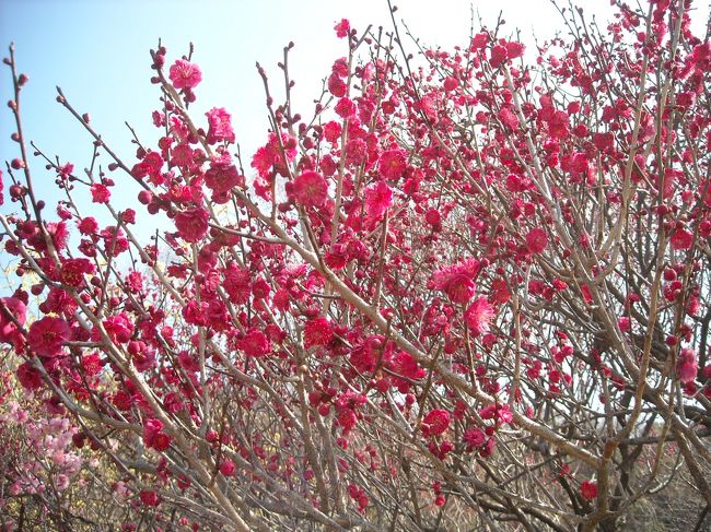 ２０１１年２月２６日。<br />