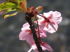 河津桜：濃いピンクの花びらに新芽が顔を出す

　なかなかこっちを向いてくれません